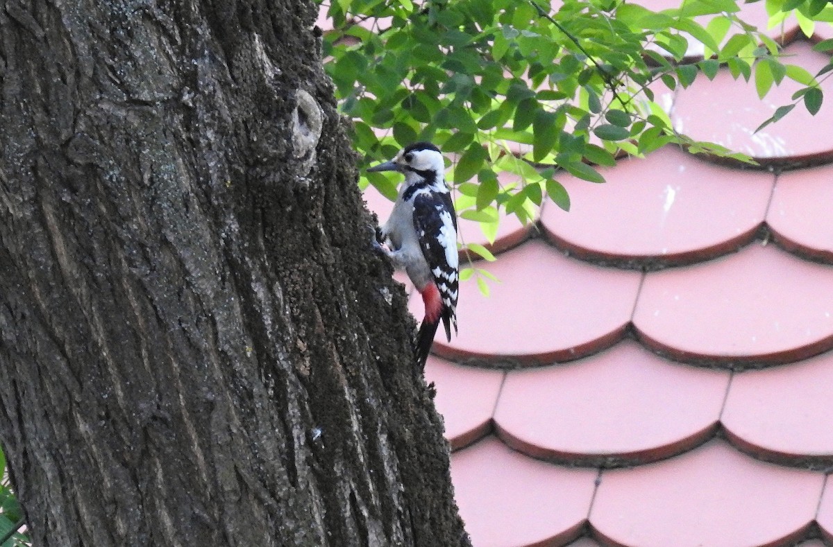 Syrian Woodpecker - ML449419091