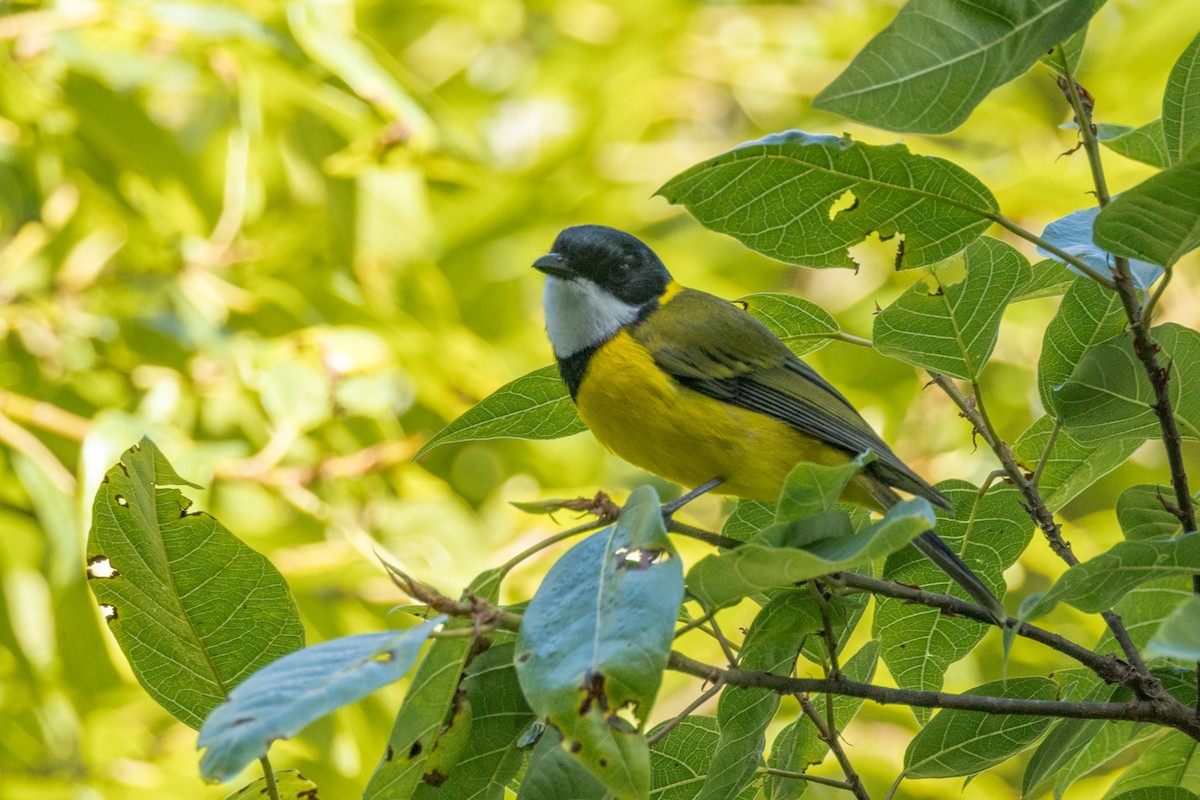 Golden Whistler - ML449419121