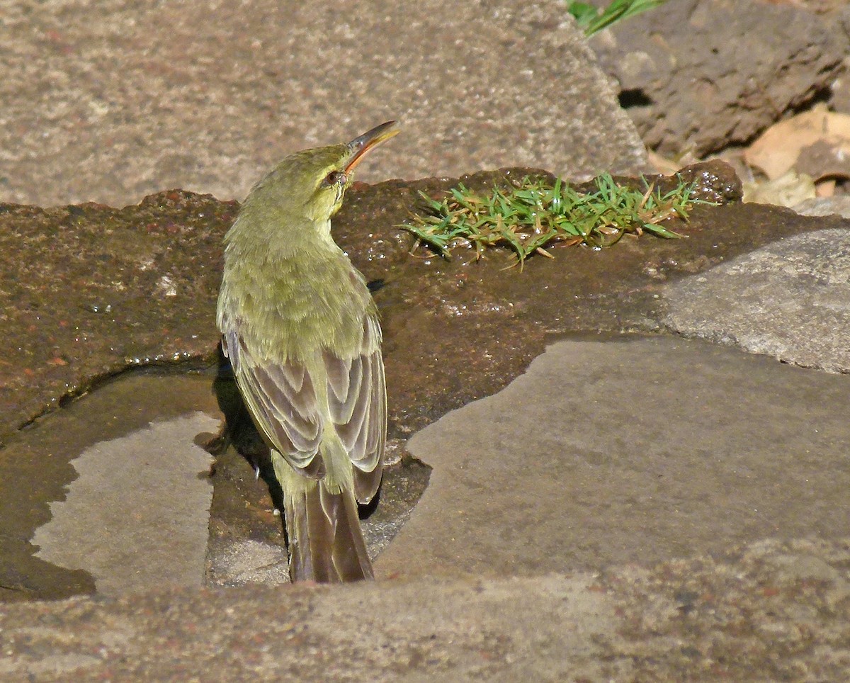 Northern Marquesan Reed Warbler - Jean Iron