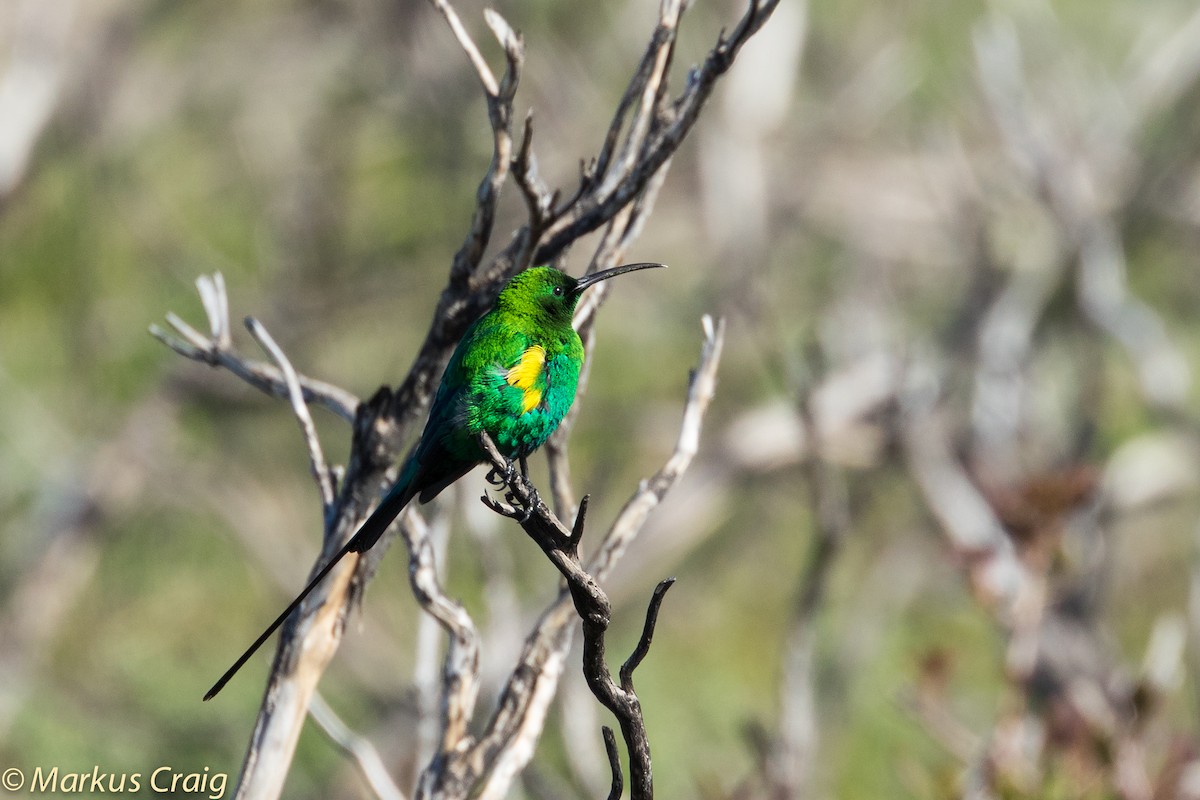 Malachite Sunbird - ML44942061