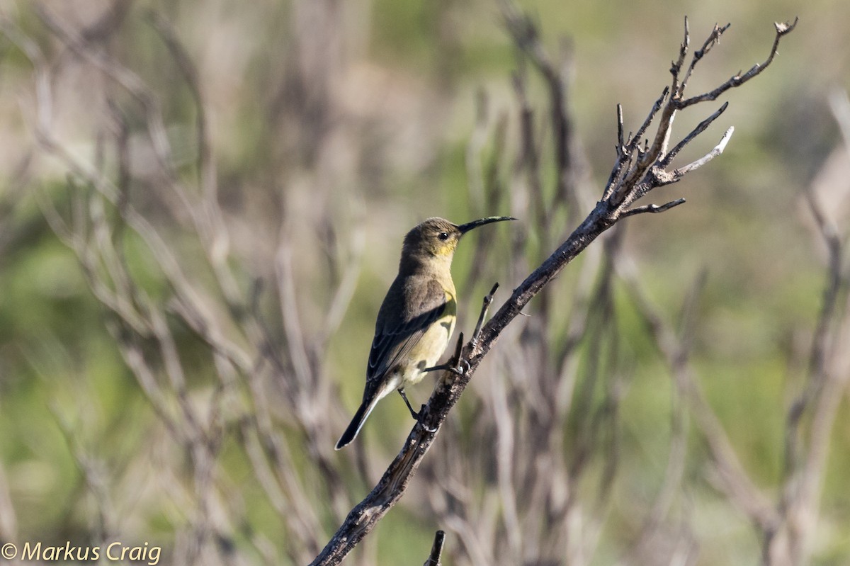 Malachite Sunbird - ML44942071