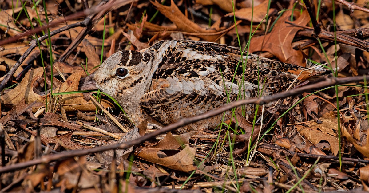 American Woodcock - Garry  Sadler