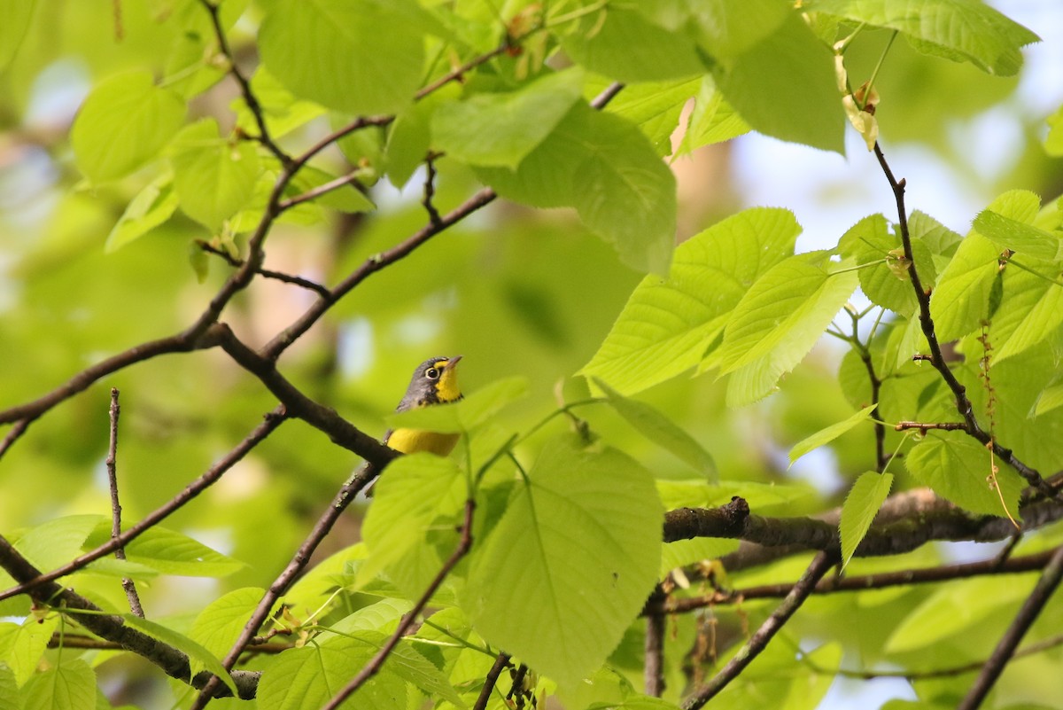 Canada Warbler - ML449420961