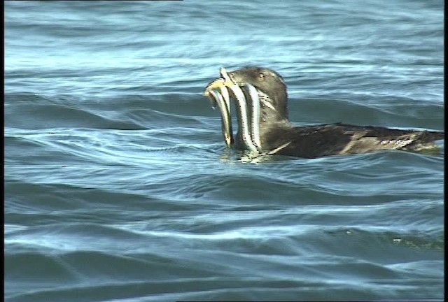 Rhinoceros Auklet - ML449421