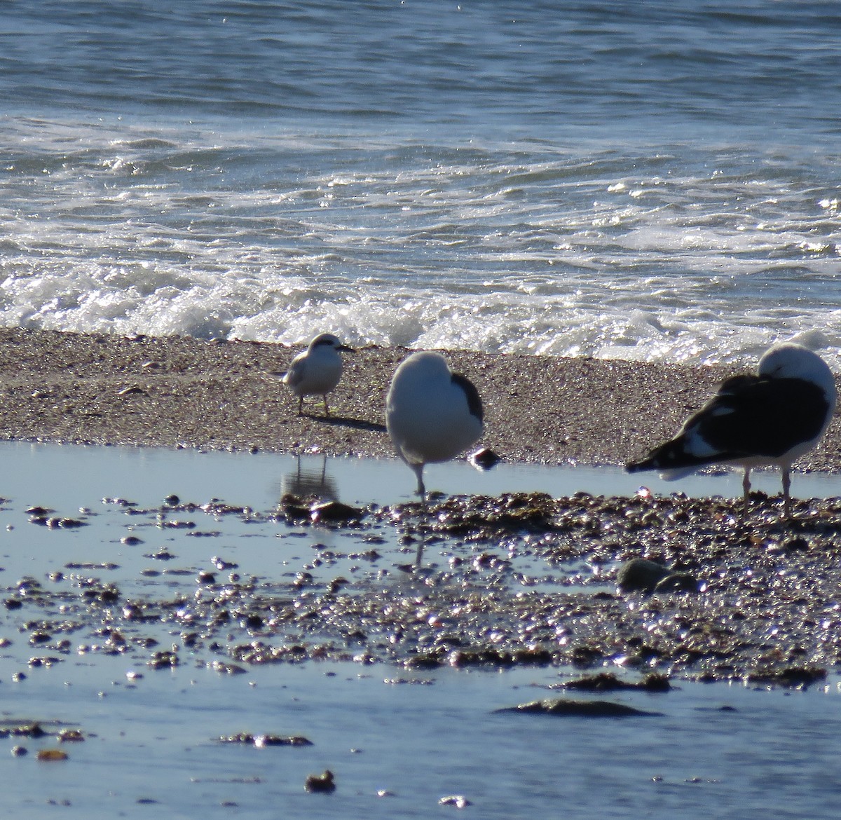 Snowy-crowned Tern - ML449421131