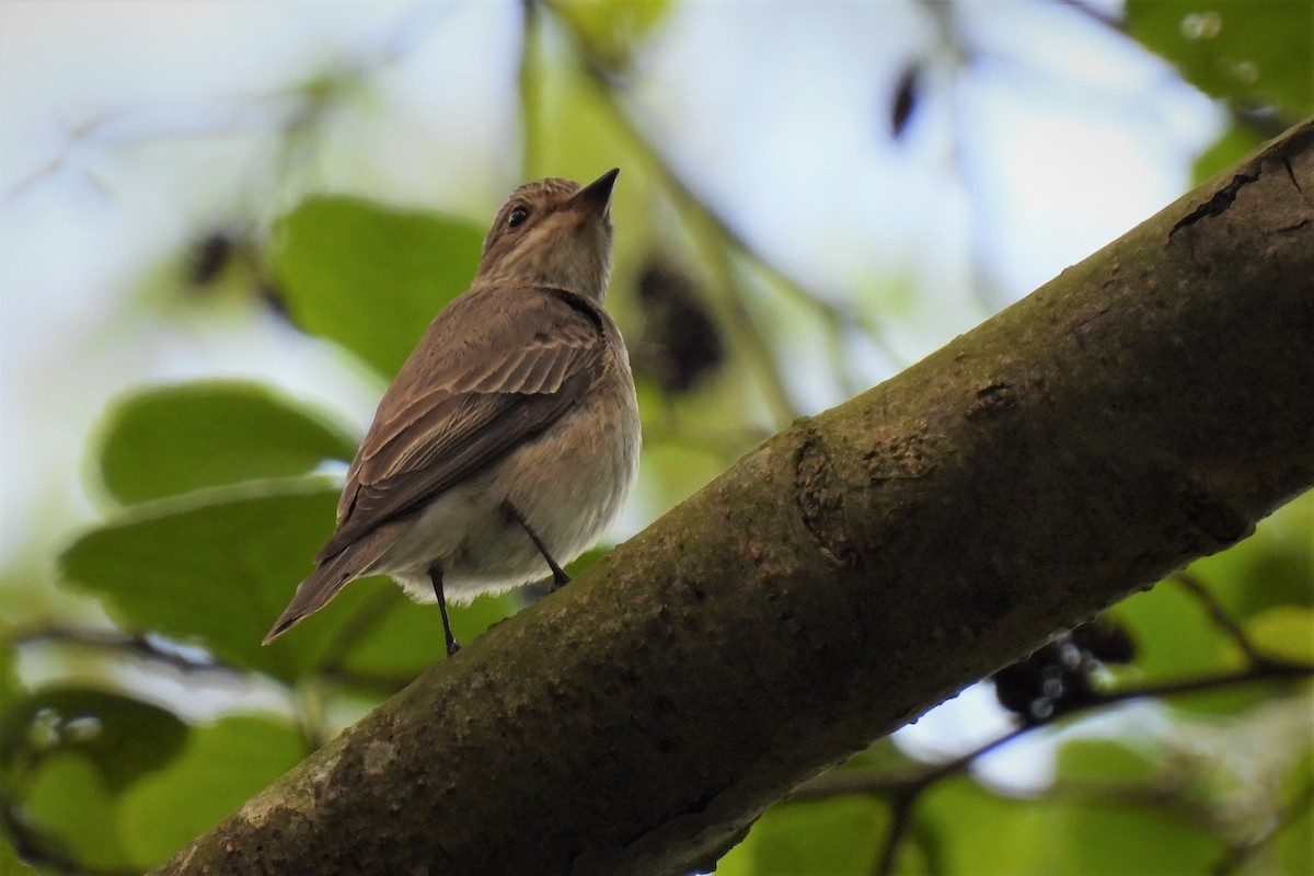 Spotted Flycatcher (Spotted) - ML449421241