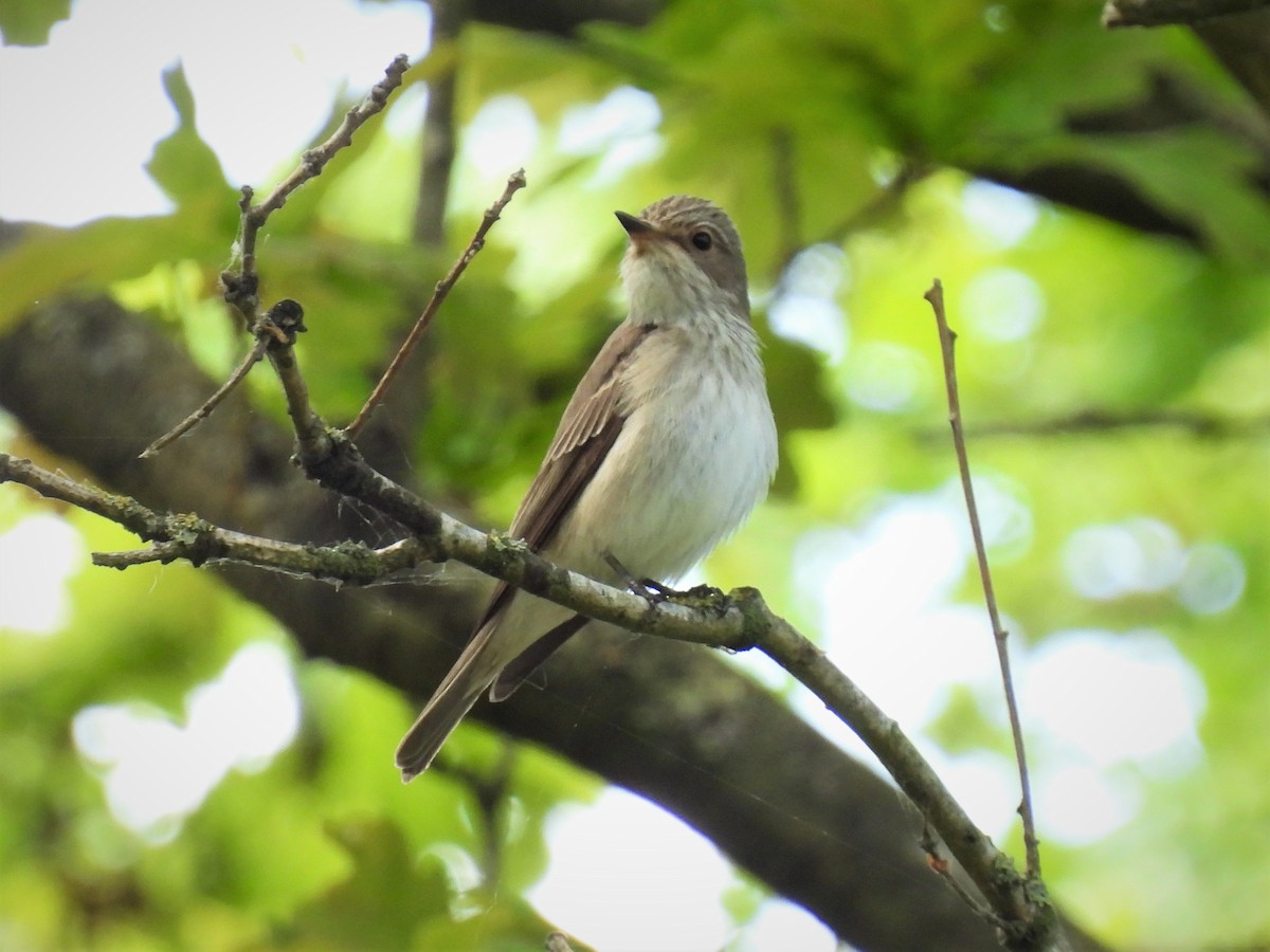 Papamoscas Gris (grupo striata) - ML449421421