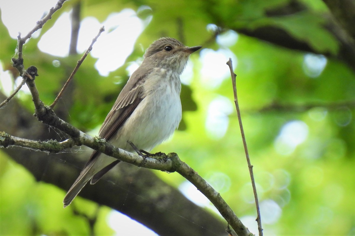 Spotted Flycatcher (Spotted) - ML449421661