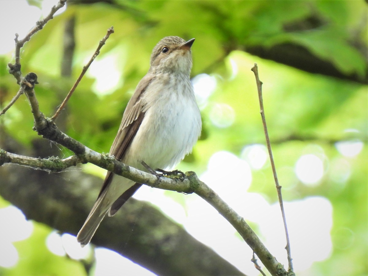 Papamoscas Gris (grupo striata) - ML449421891