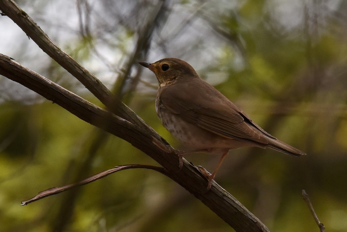 Swainson's Thrush - ML449422261