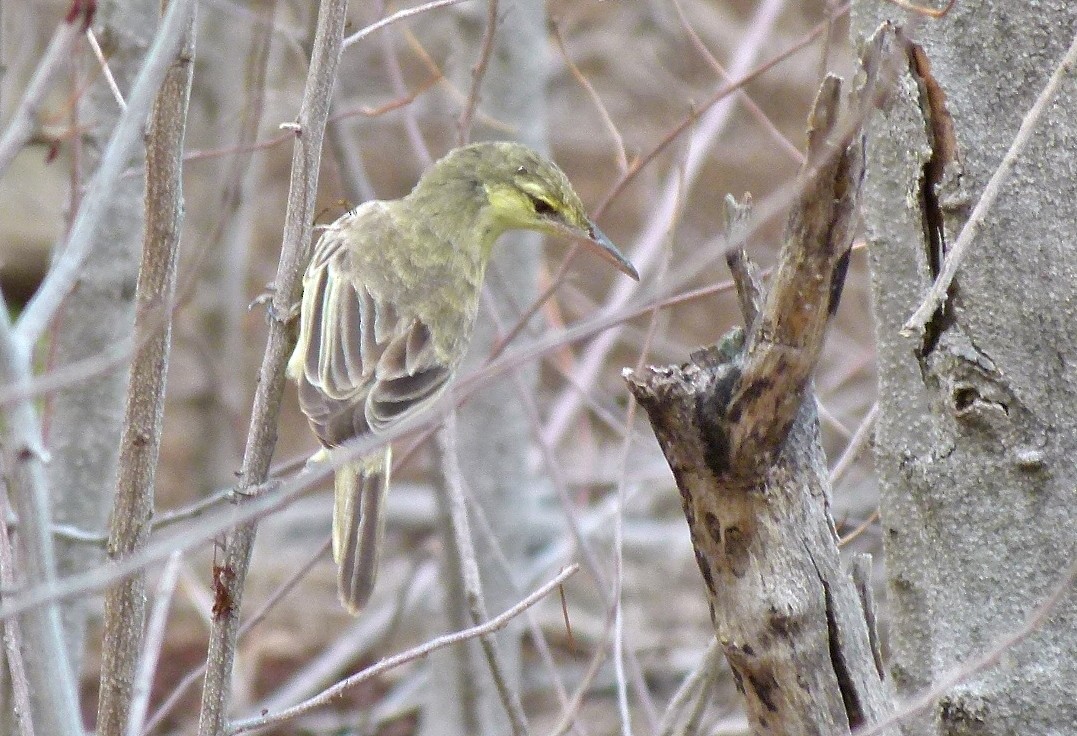 Southern Marquesan Reed Warbler - ML449422751