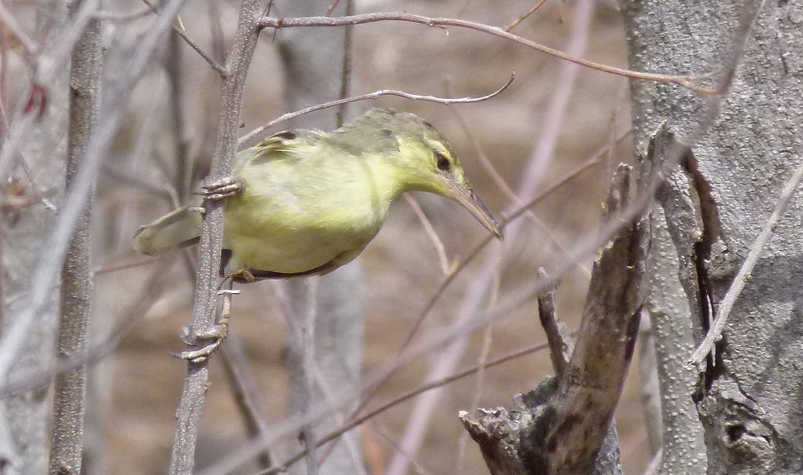 Southern Marquesan Reed Warbler - ML449422761