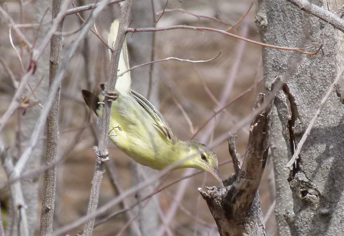 Southern Marquesan Reed Warbler - ML449422771