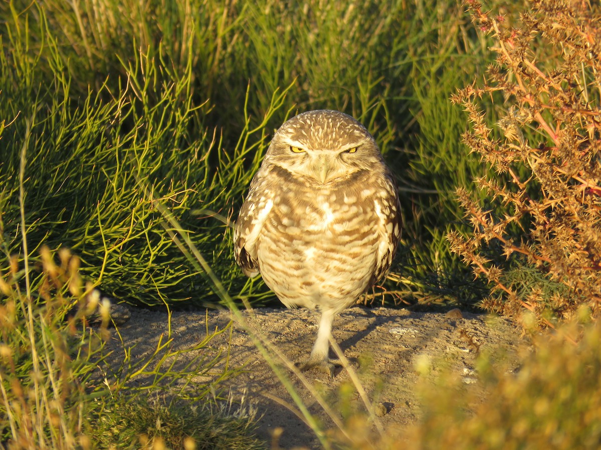 Burrowing Owl - ML449422791