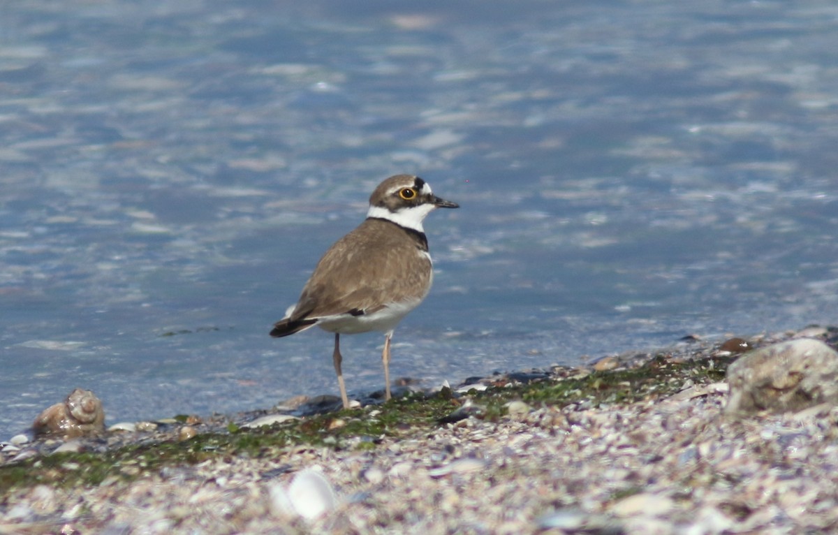 Little Ringed Plover - Peter Alfrey