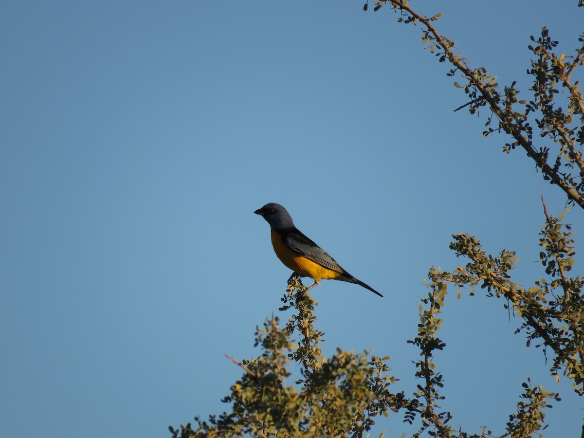 Blue-and-yellow Tanager - ML449423501