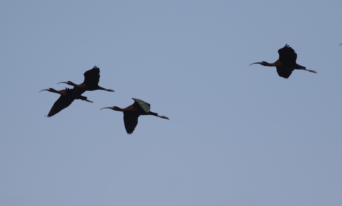 ibis hnědý - ML449423521
