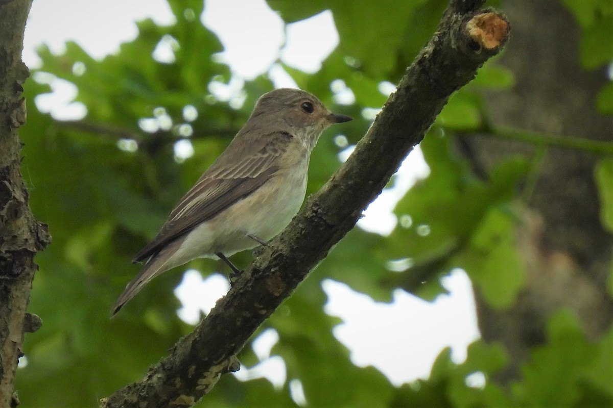 Papamoscas Gris (grupo striata) - ML449423721