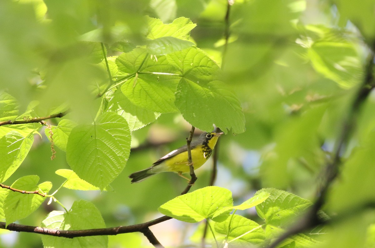 Canada Warbler - ML449423811