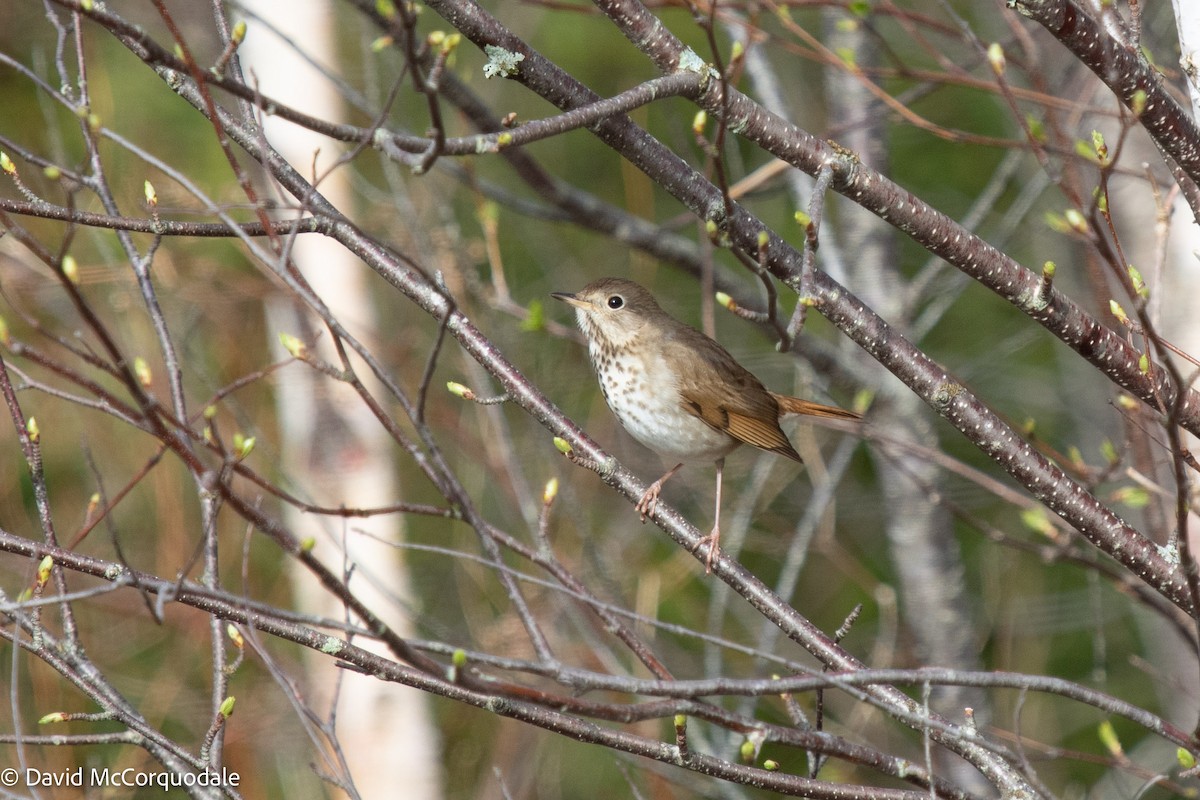 Hermit Thrush - ML449423991