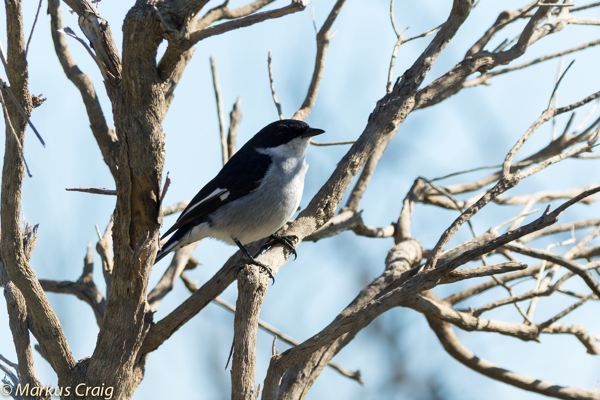 Fiscal Flycatcher - ML44942411