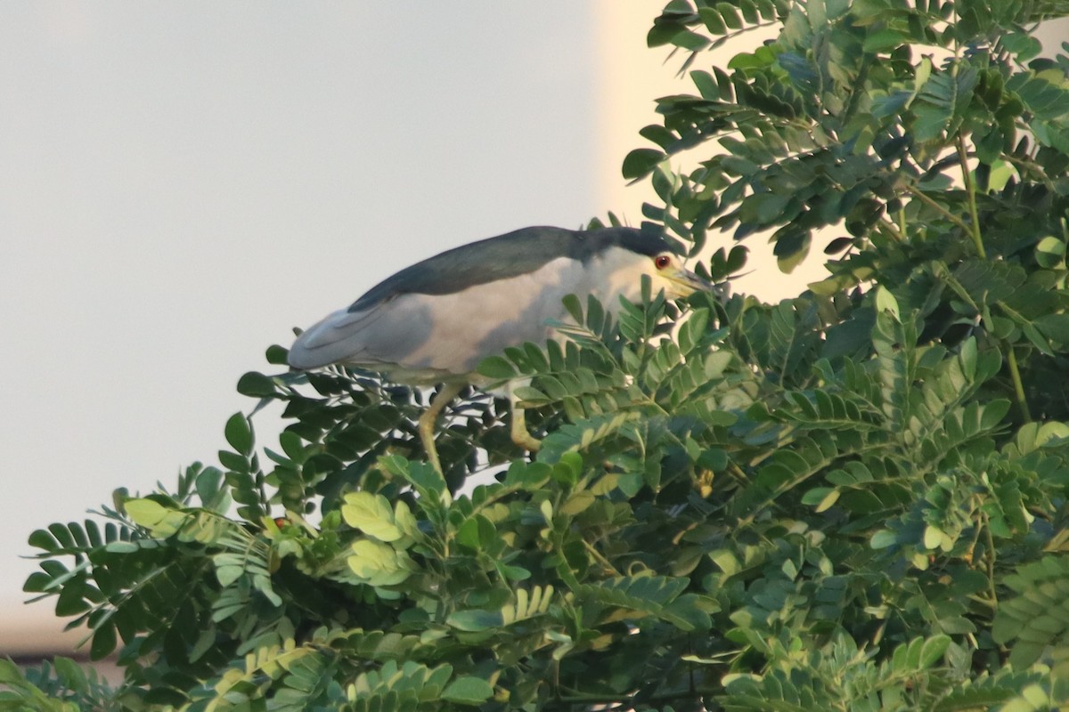 Black-crowned Night Heron - ML449424181