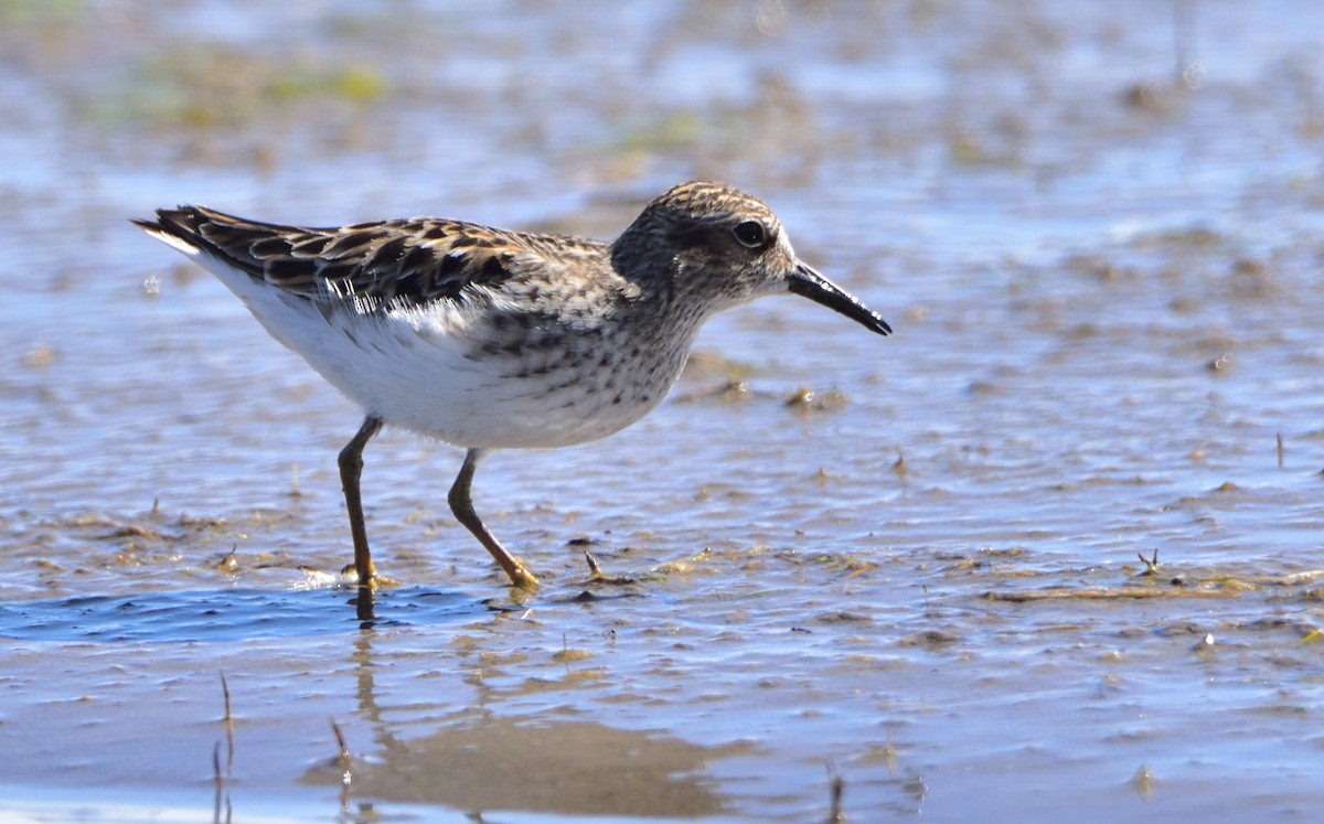 Least Sandpiper - ML449424281