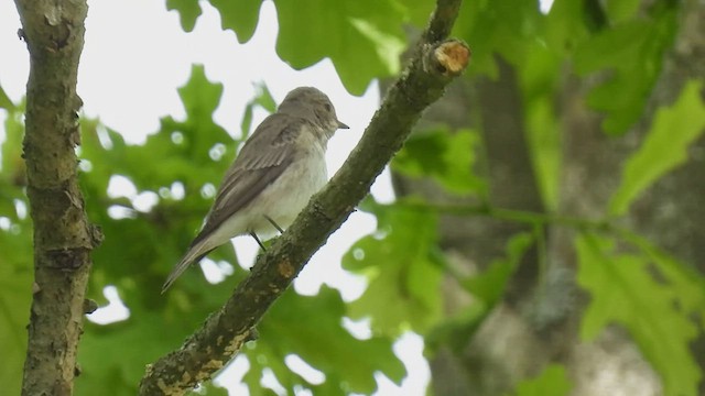 Spotted Flycatcher (Spotted) - ML449424341