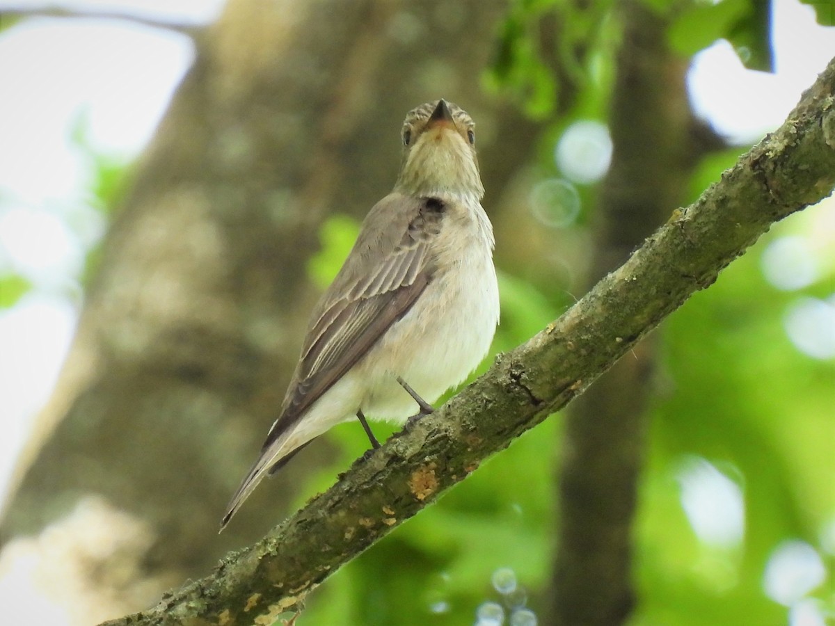 Papamoscas Gris (grupo striata) - ML449424561