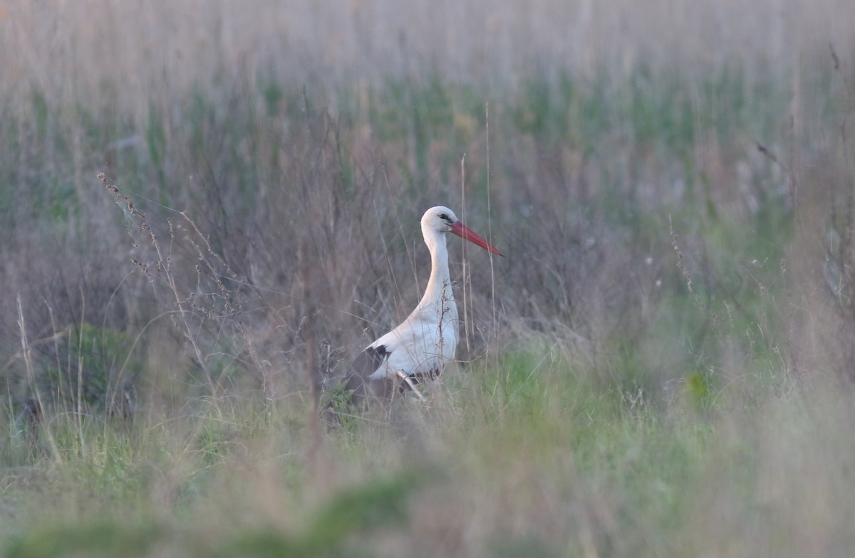 stork - ML449424891