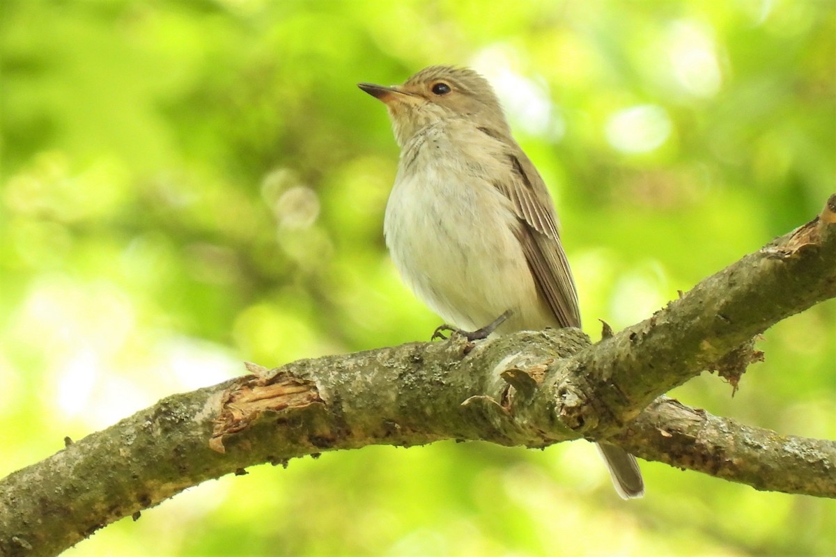 Papamoscas Gris (grupo striata) - ML449424991