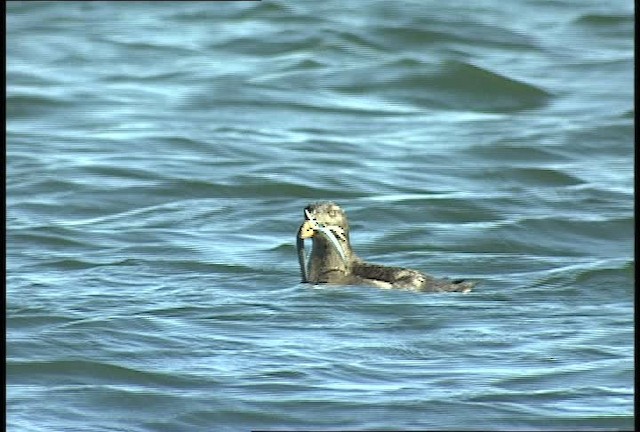 Rhinoceros Auklet - ML449425