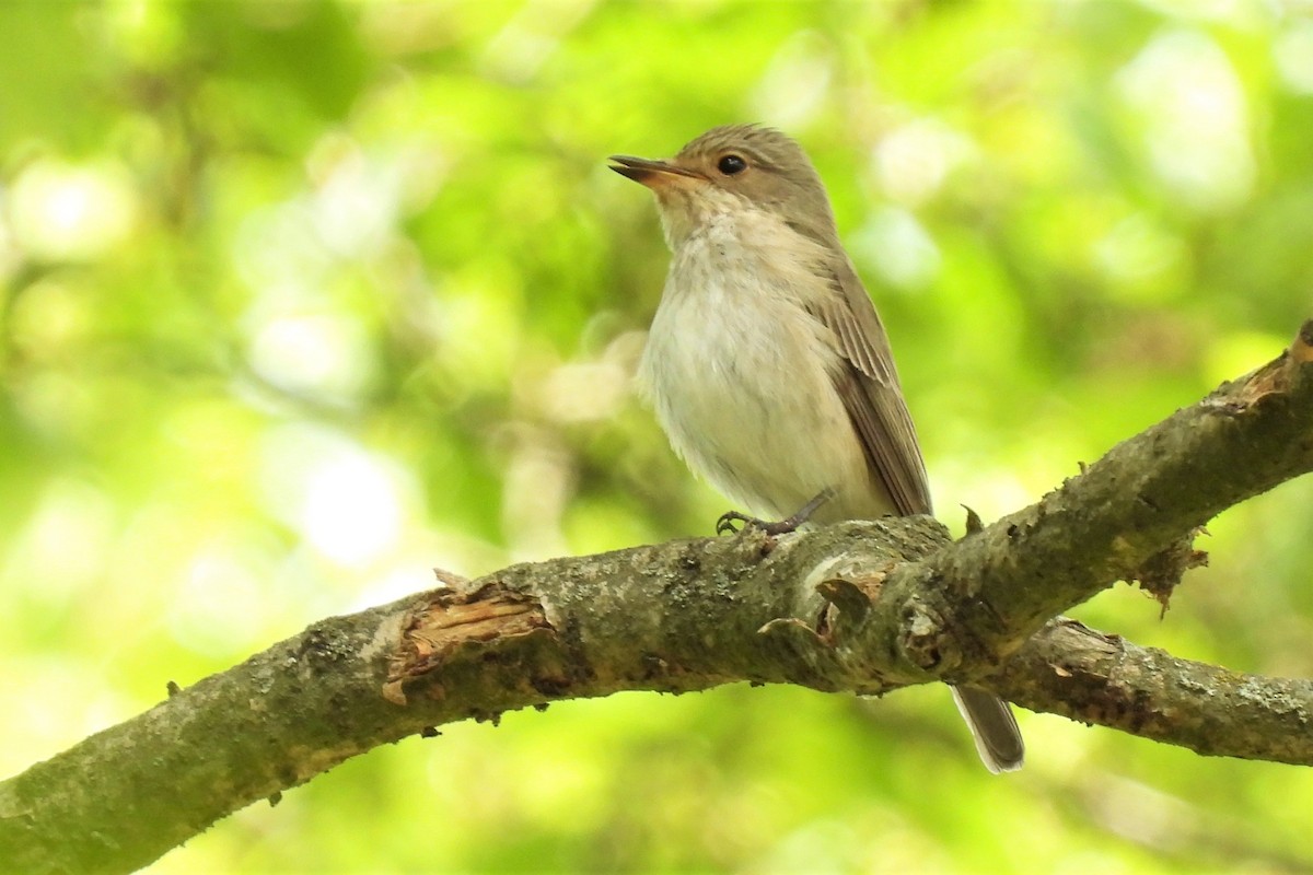 Papamoscas Gris (grupo striata) - ML449425101