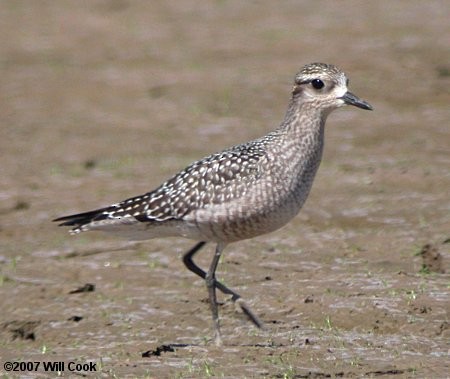 American Golden-Plover - ML44942561