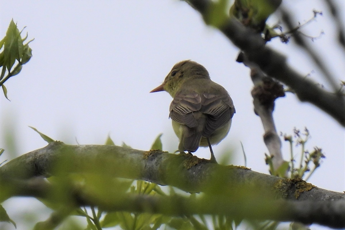 Icterine Warbler - ML449425951