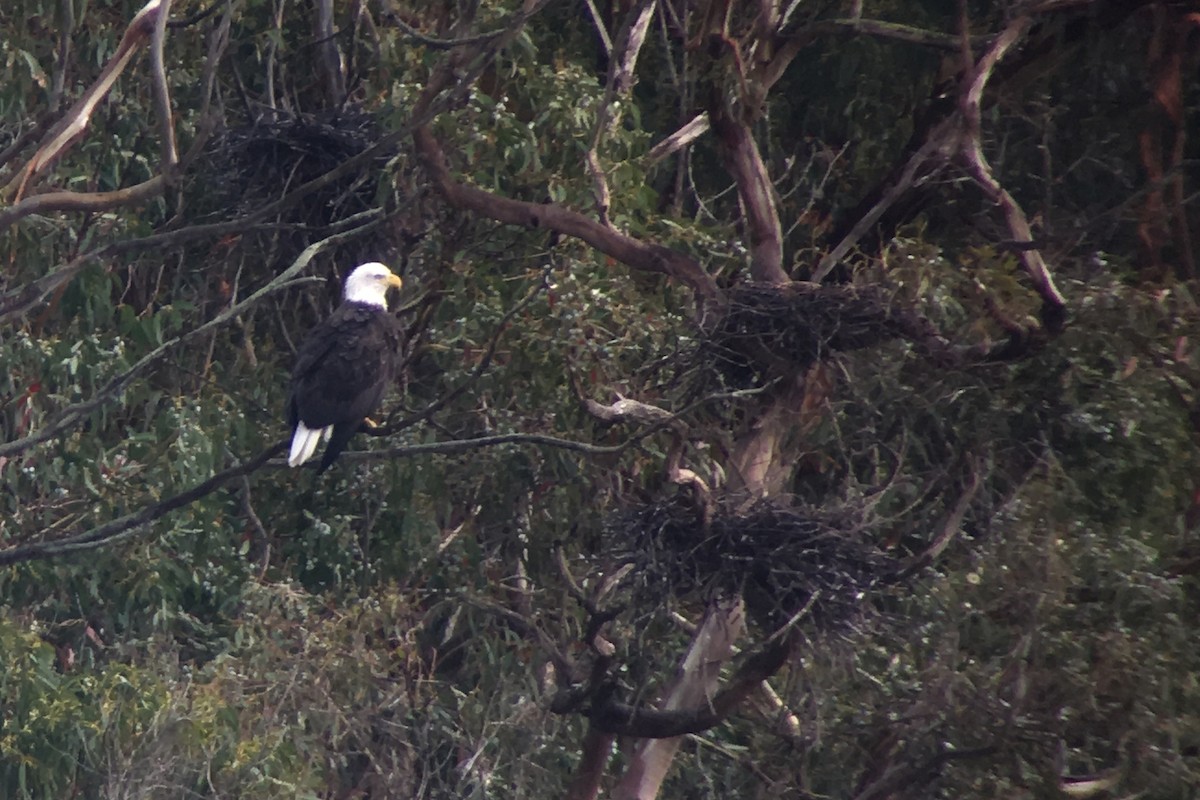 Bald Eagle - ML44942621