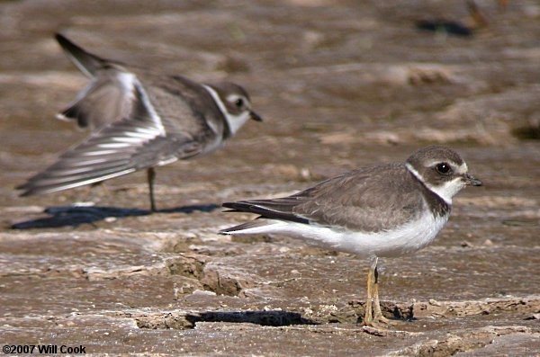 Semipalmated Plover - Will Cook