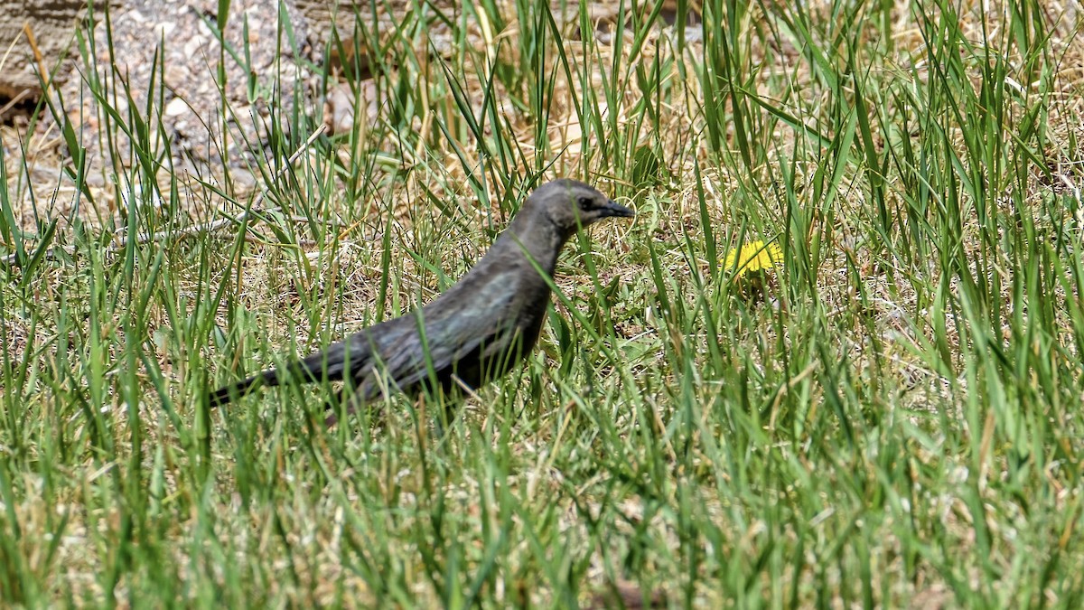 Brewer's Blackbird - ML449426621