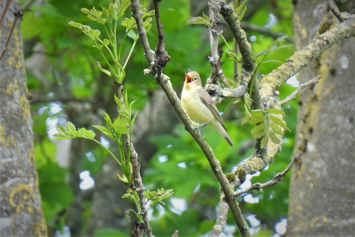 Icterine Warbler - Joren van Schie