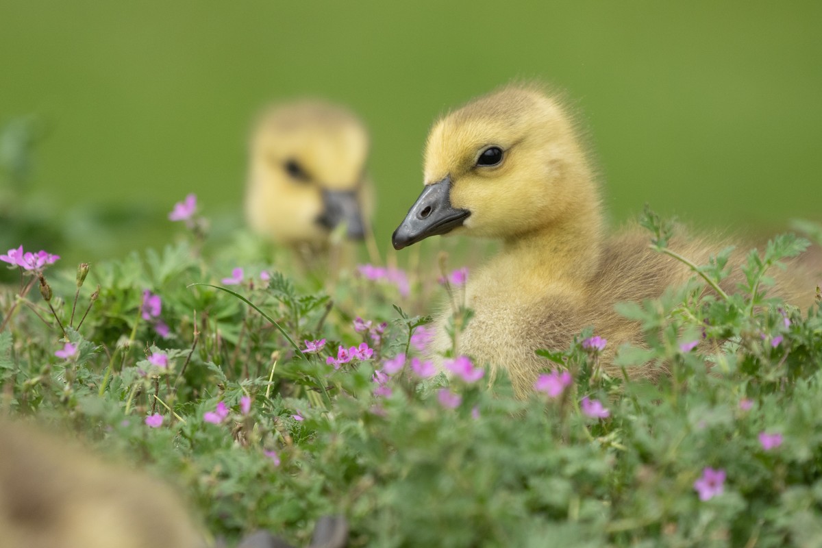 Canada Goose - ML449427351