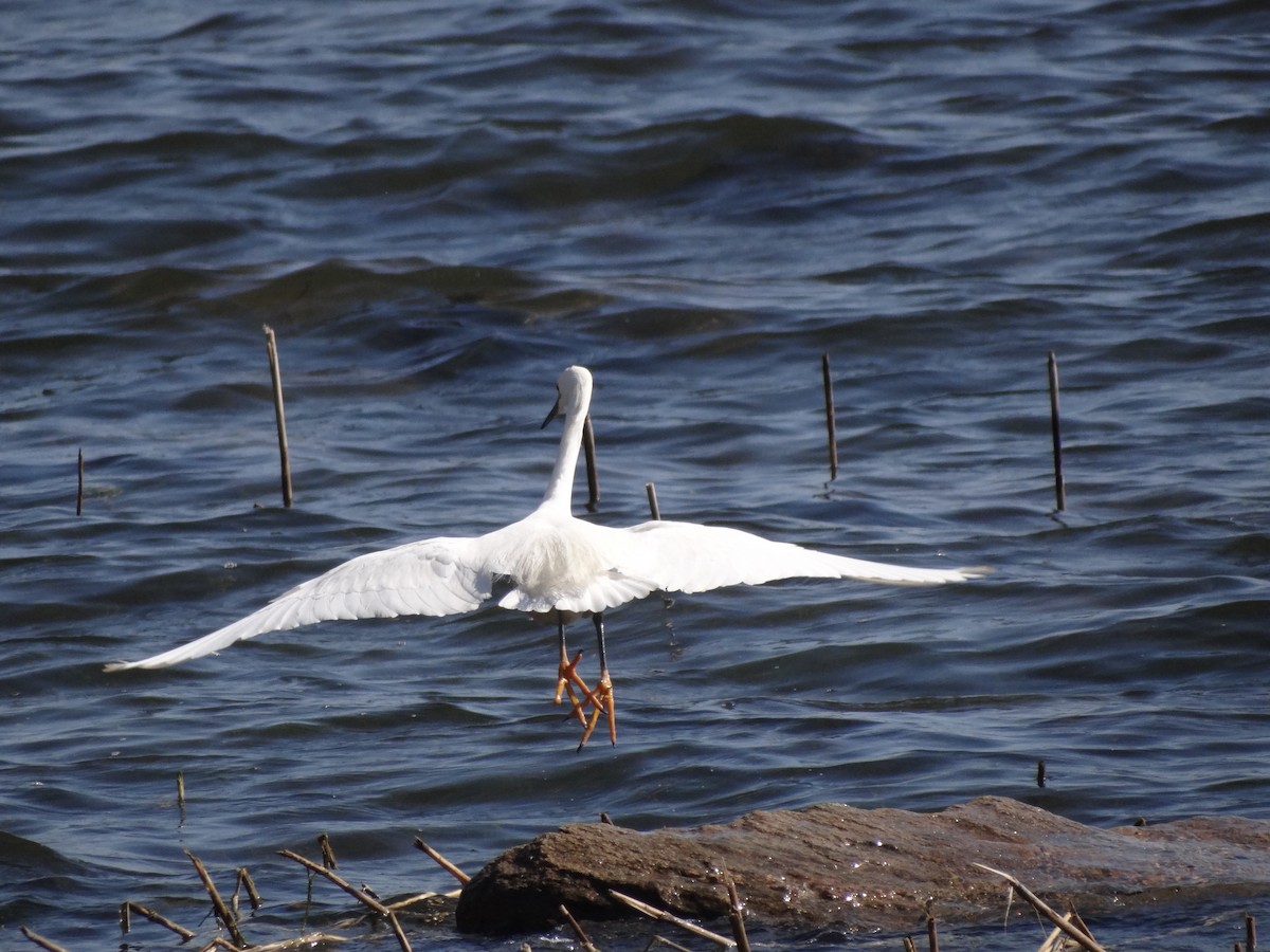 Snowy Egret - ML449427361