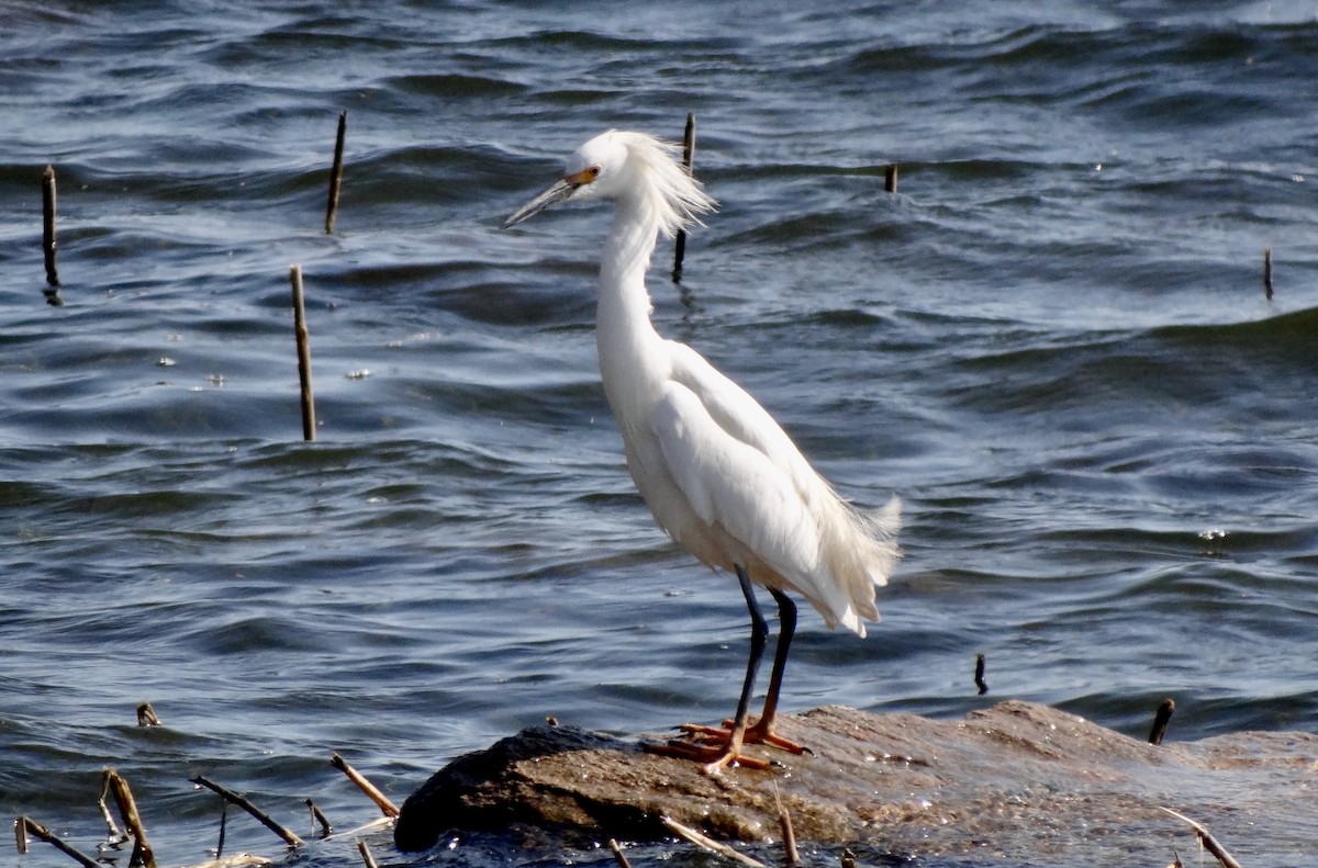 Snowy Egret - ML449427431