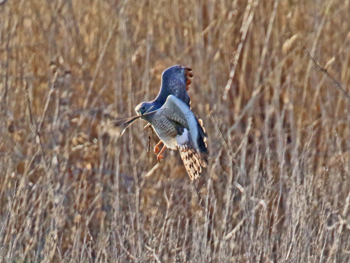 Northern Harrier - ML449427731