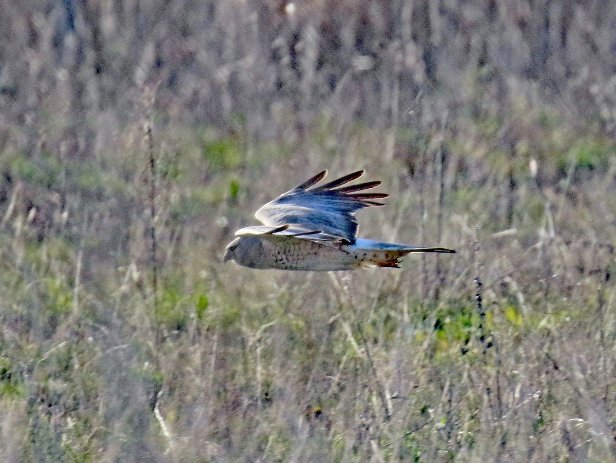 Northern Harrier - ML449427741