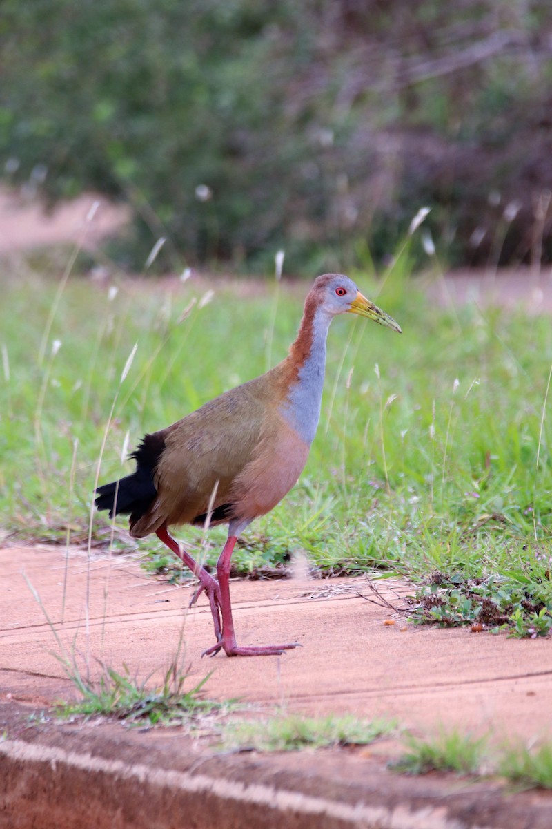 Giant Wood-Rail - ML449427781