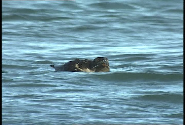 Rhinoceros Auklet - ML449428