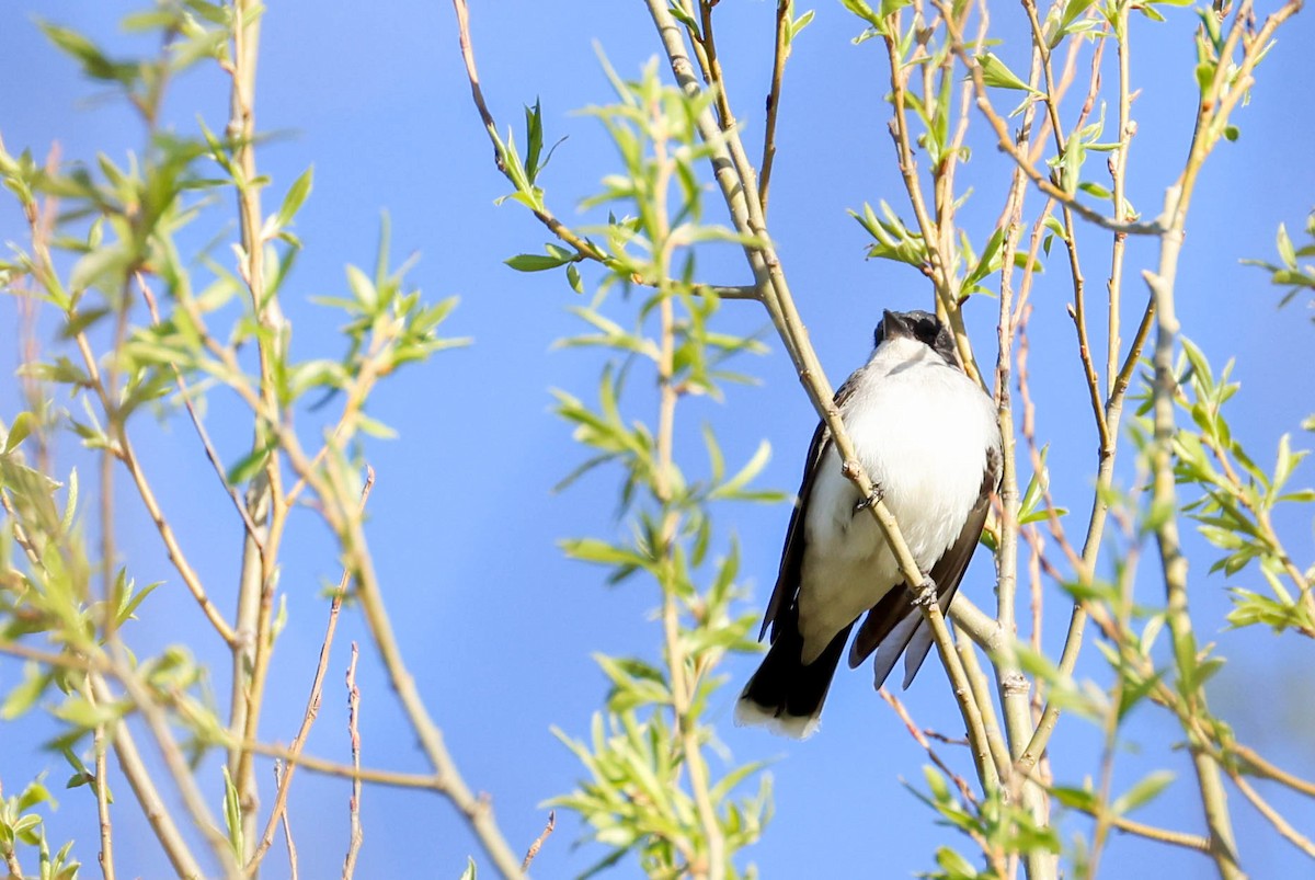 Eastern Kingbird - ML449428681