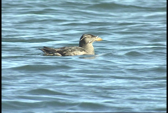Rhinoceros Auklet - ML449429