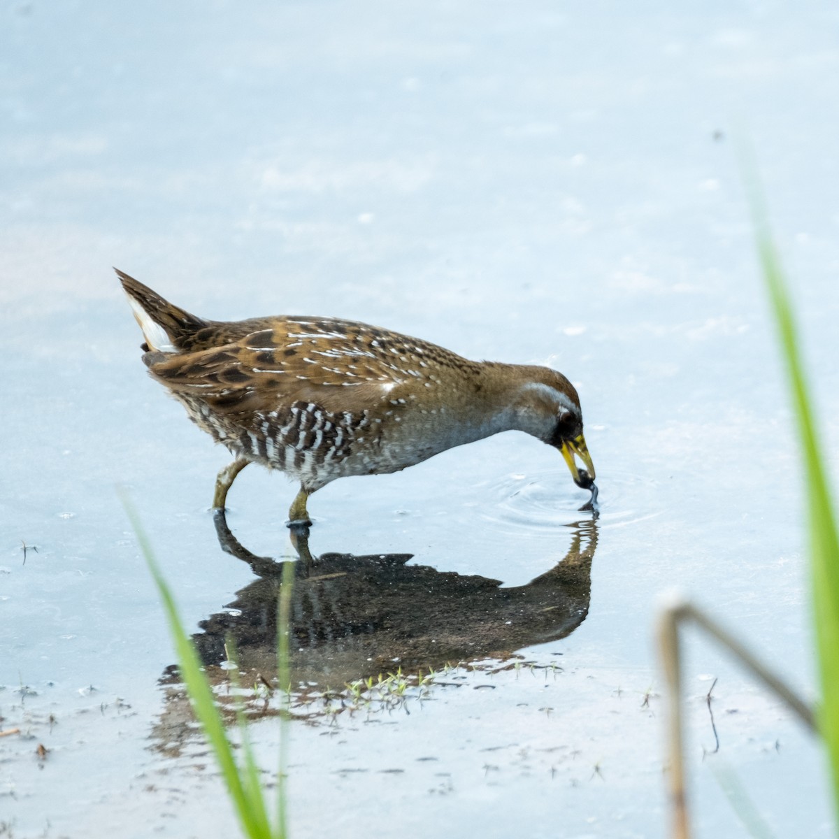 Polluela Sora - ML449429721