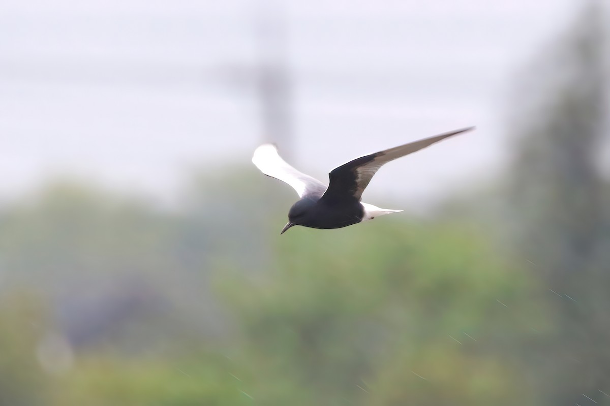 White-winged Tern - ML449429731